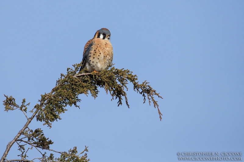 American Kestrel