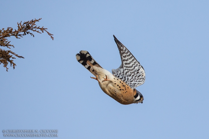 American Kestrel