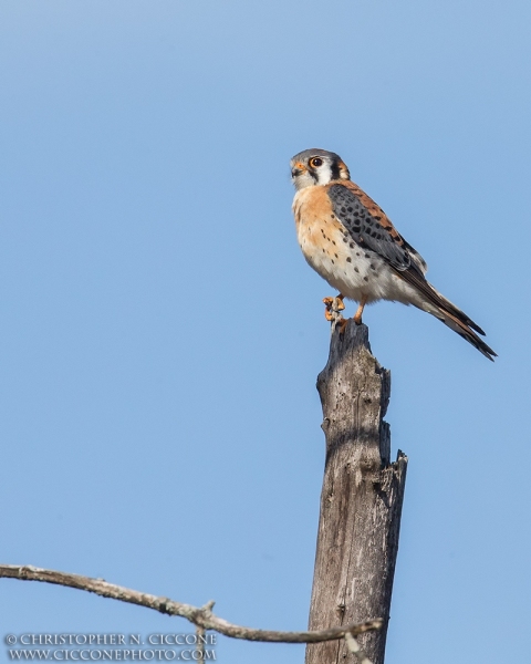 American Kestrel