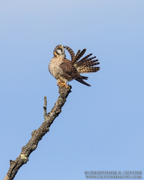 American Kestrel