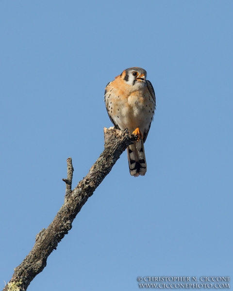 American Kestrel