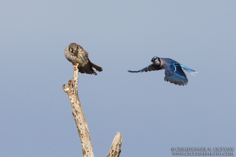 American Kestrel