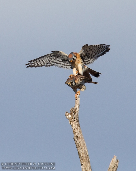 American Kestrel