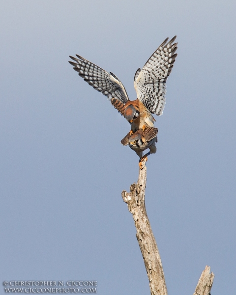 American Kestrel