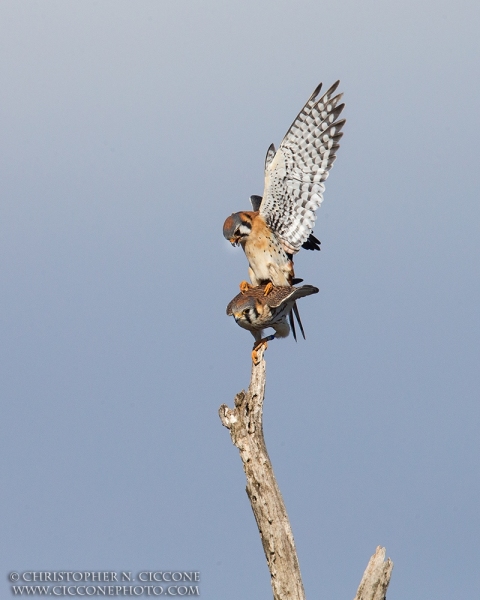 American Kestrel