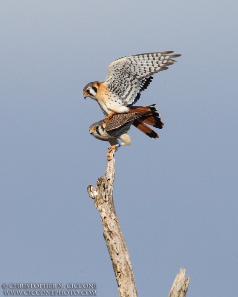 American Kestrel