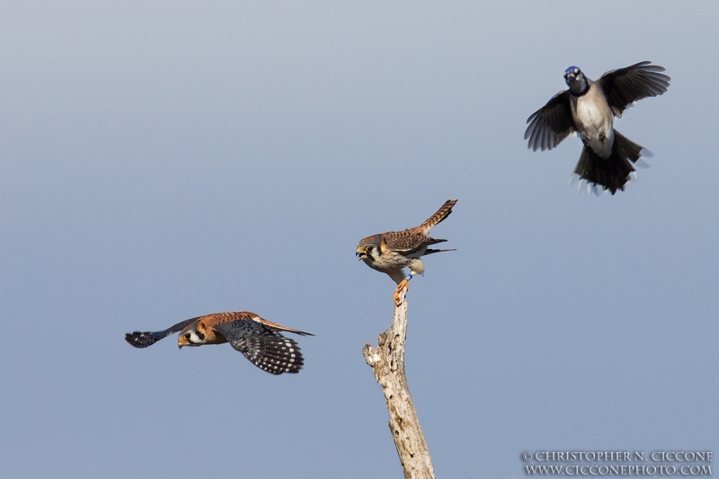 American Kestrel