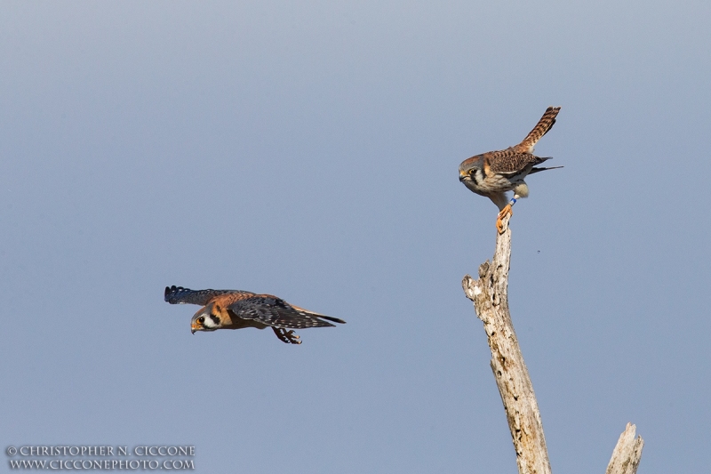 American Kestrel