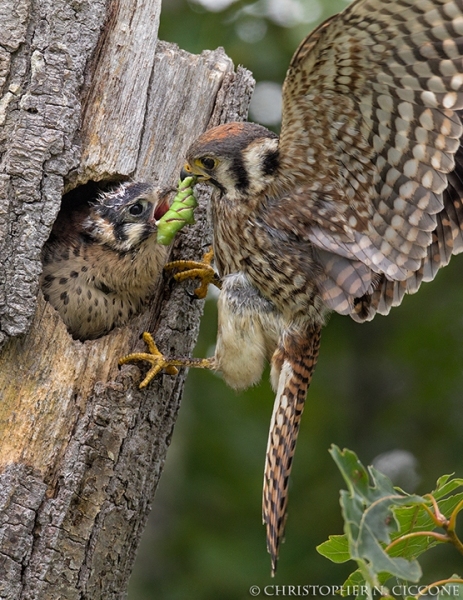 American Kestrel