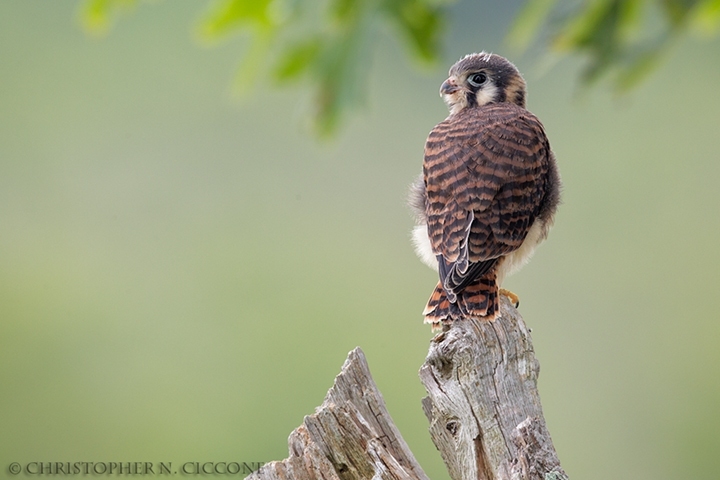 American Kestrel