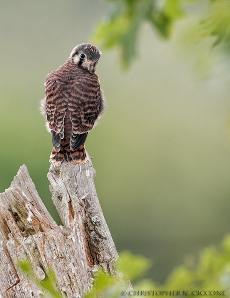 American Kestrel