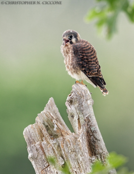 American Kestrel