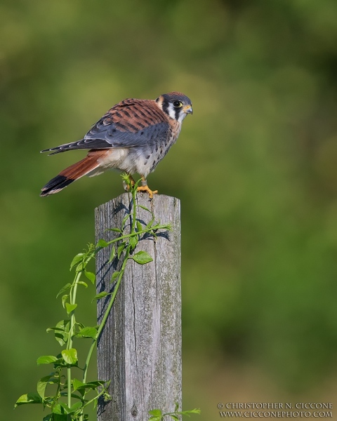 American Kestrel