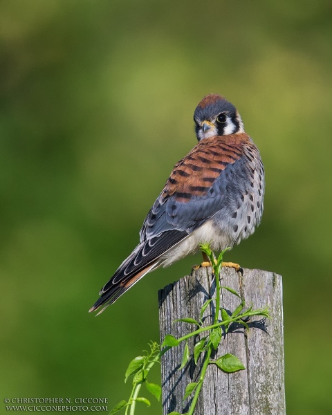 American Kestrel