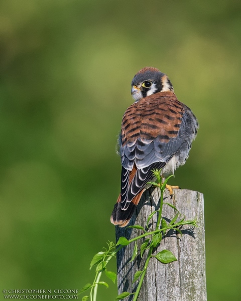 American Kestrel