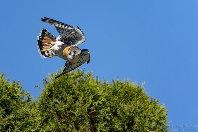 American Kestrel