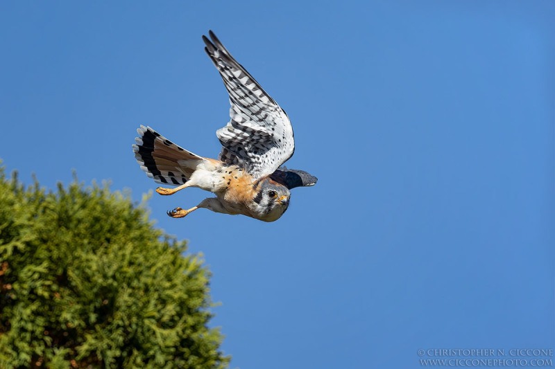 American Kestrel