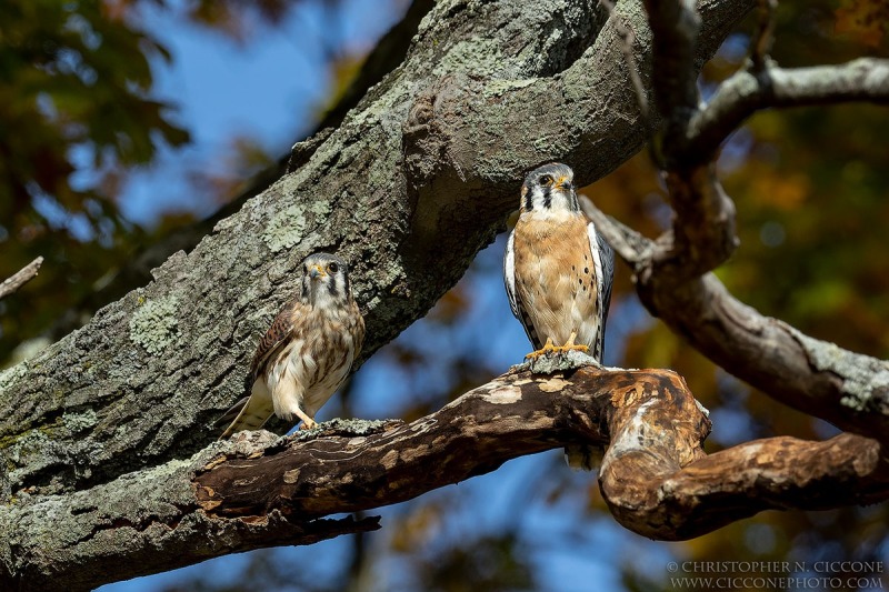 American Kestrel