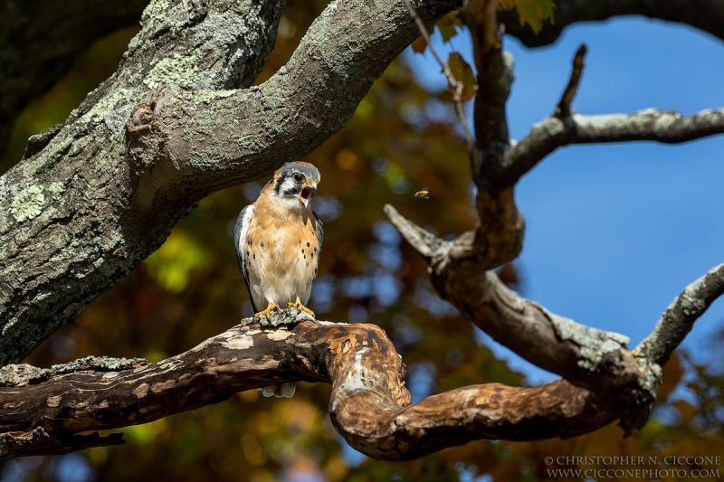 American Kestrel