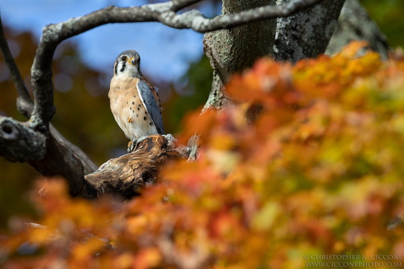 American Kestrel