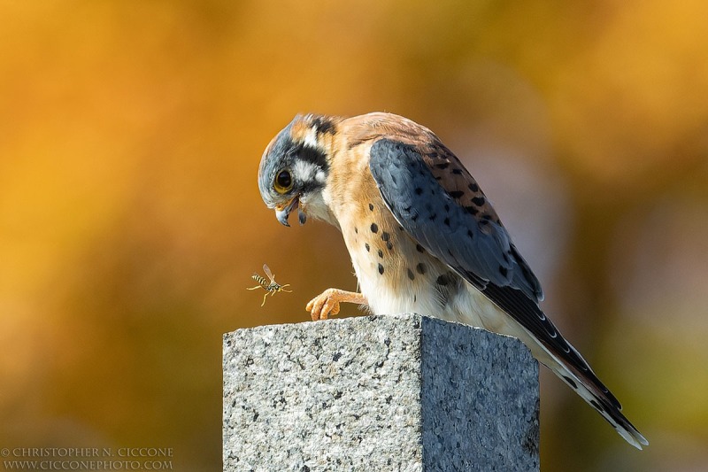 American Kestrel