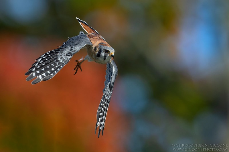 American Kestrel