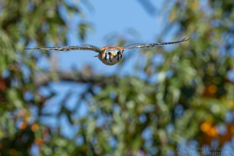 American Kestrel