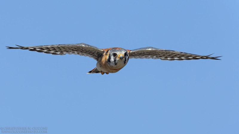 American Kestrel