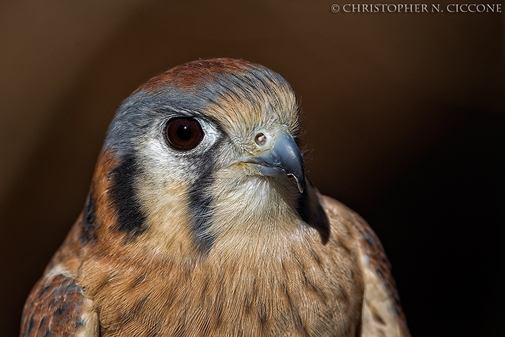 American Kestrel