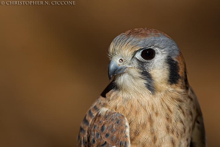 American Kestrel