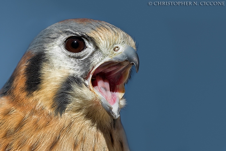 American Kestrel