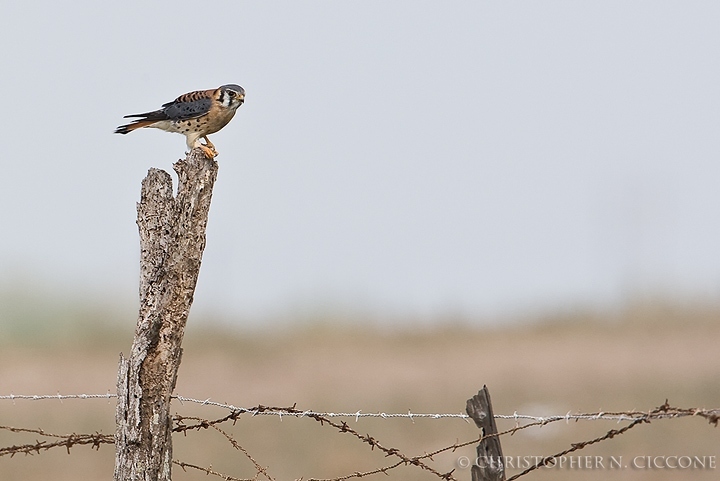 American Kestrel