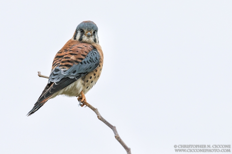 American Kestrel