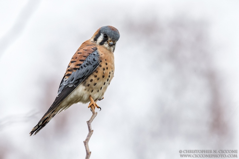 American Kestrel