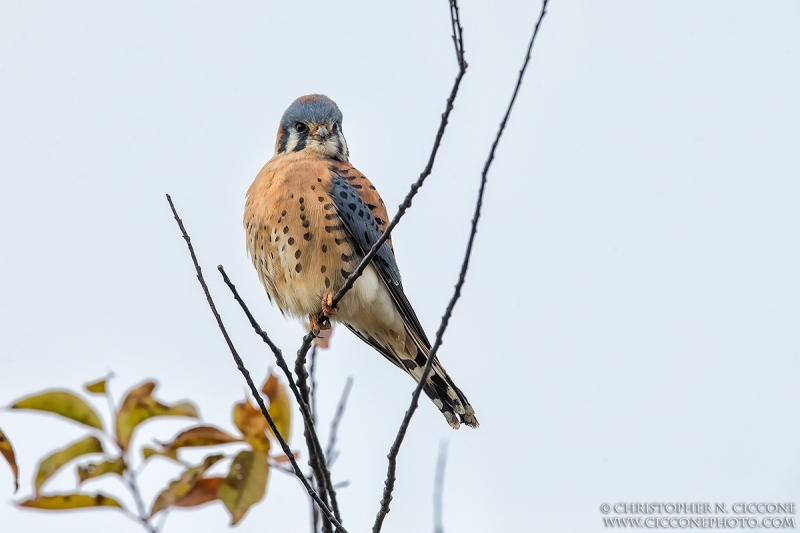 American Kestrel