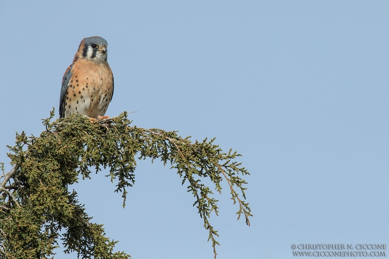 American Kestrel