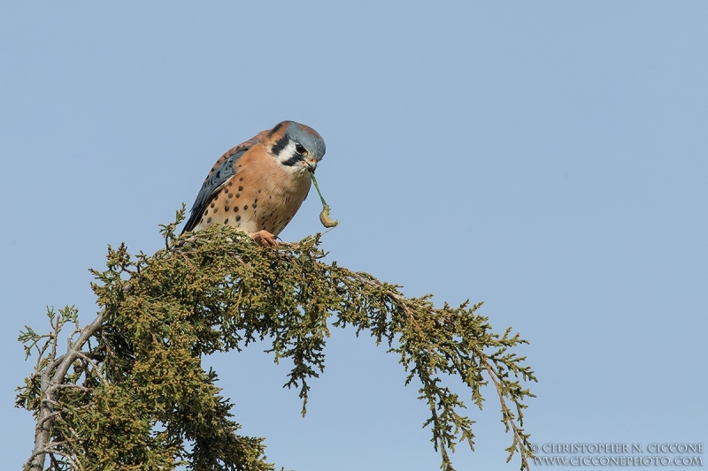 American Kestrel