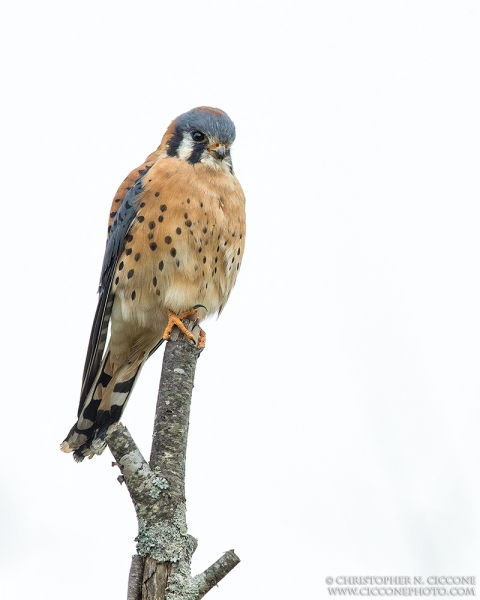 American Kestrel