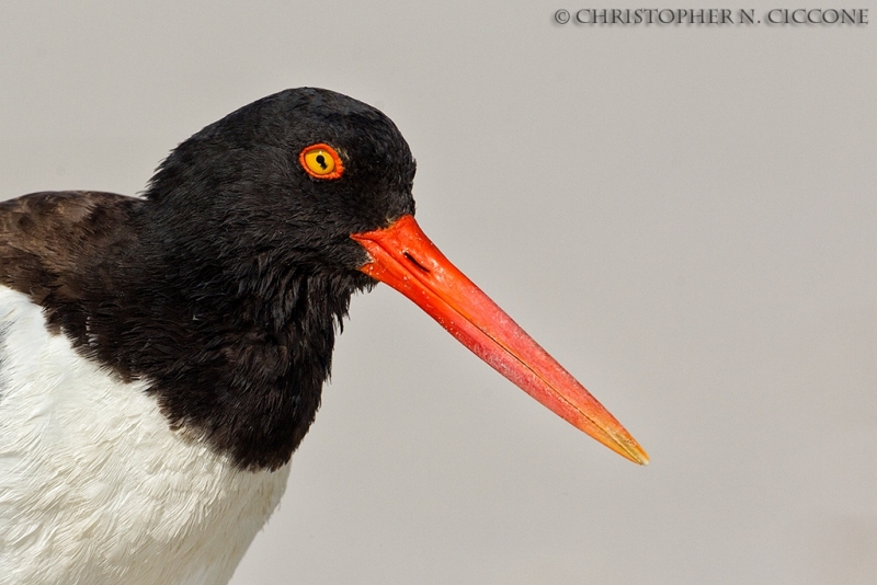 American Oystercatcher