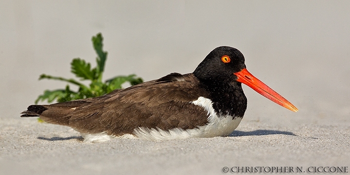 American Oystercatcher