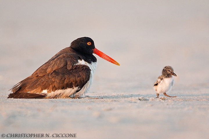 American Oystercatcher