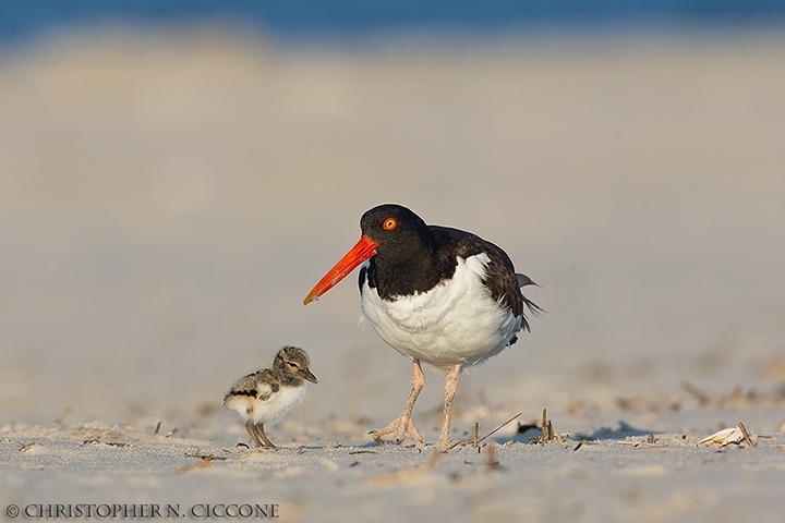 American Oystercatcher