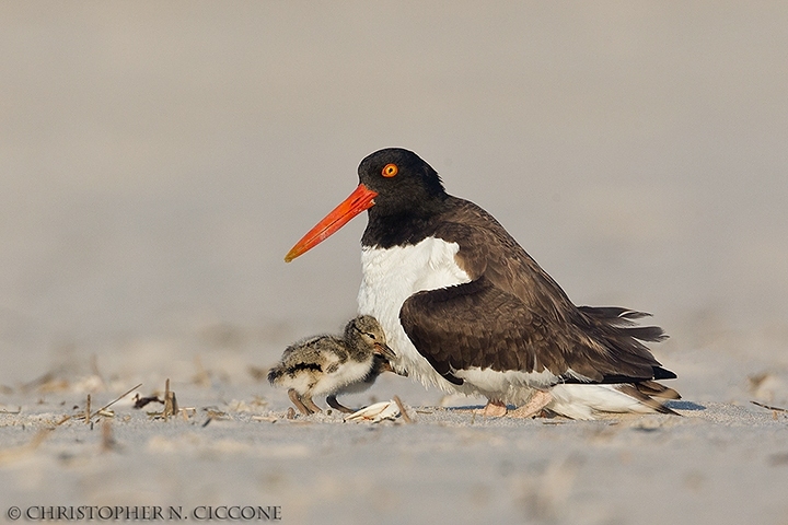 American Oystercatcher