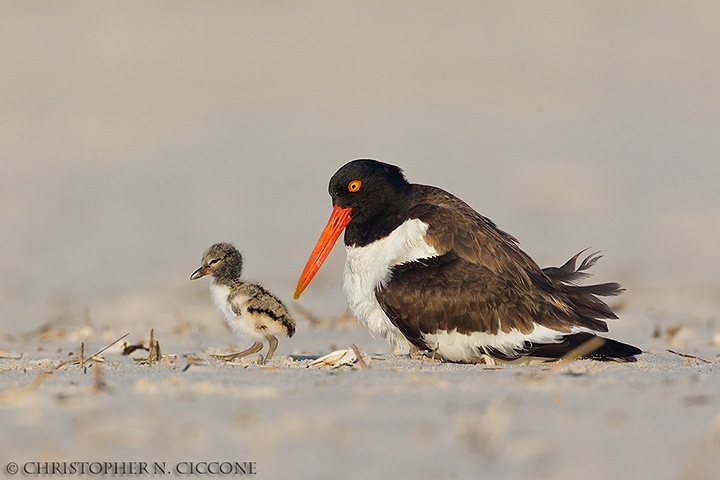 American Oystercatcher