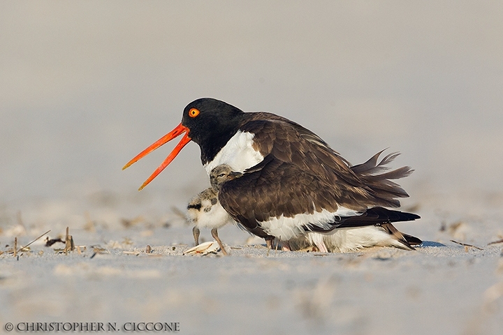 American Oystercatcher