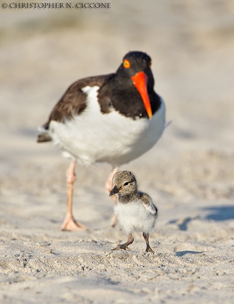 American Oystercatcher