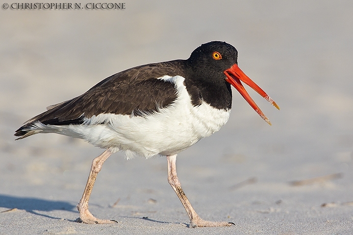 American Oystercatcher