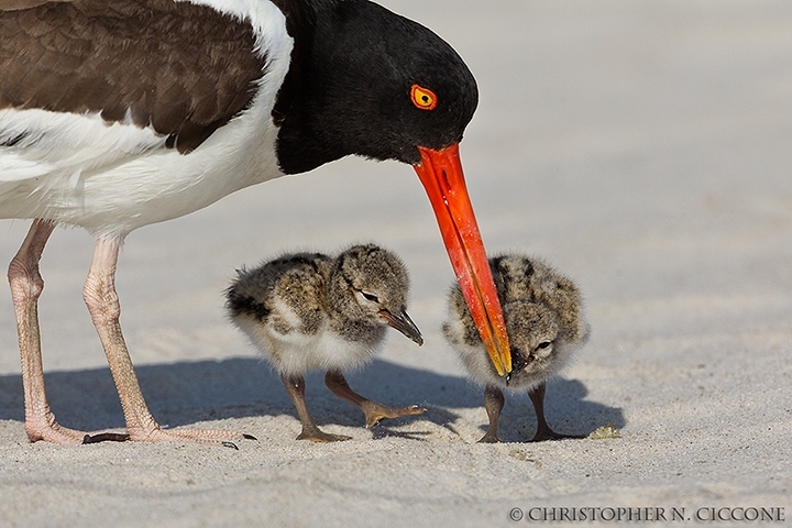 American Oystercatcher