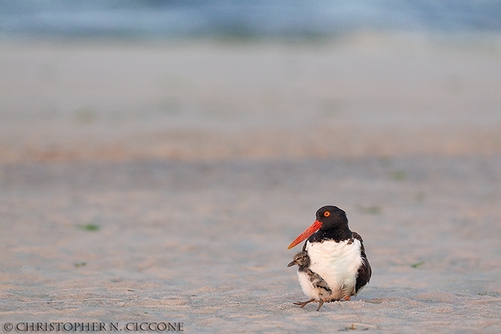 American Oystercatcher