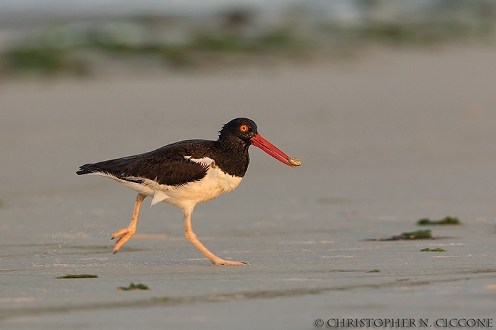 American Oystercatcher